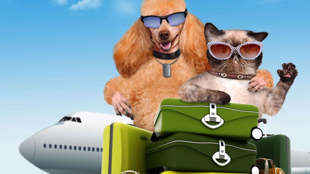 requisitos para viajar con mascotas